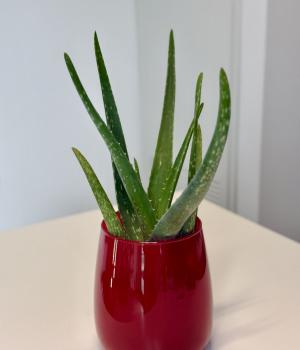 Aloe Vera. Fresh flower bouquets in Toronto