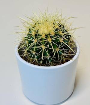 Golden Barrel Cactus (Echinocactus grusonii). Fresh flower bouquets in Toronto