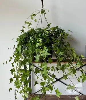 Emerald Cascade – English Ivy Hanging Plant. Fresh flower bouquets in Toronto