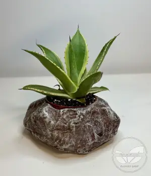 Dark gray decorative concrete. Fresh flower bouquets in Toronto