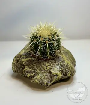 Small decorative concrete flower pot. Fresh flower bouquets in Toronto