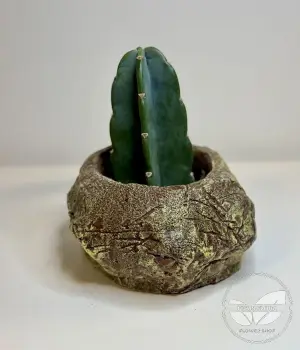 Cacti. Fresh flower bouquets in Toronto
