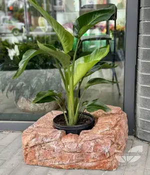 Strelitzia - Bird of Paradise. Fresh flower bouquets in Toronto | Ficus Flora