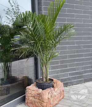 Majesty Palm - Ravenea rivularis. Fresh flower bouquets in Toronto | Ficus Flora