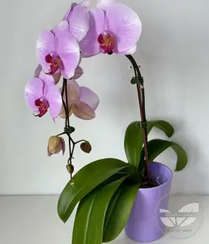 Purple Grace – Phalaenopsis Orchid. Fresh flower bouquets in Toronto