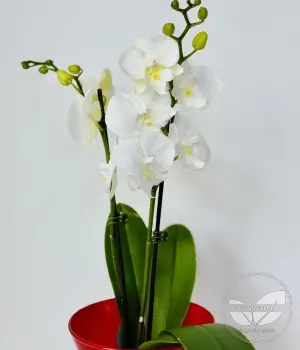 Snow Embrace – Double White Phalaenopsis Orchid. Fresh flower bouquets in Toronto