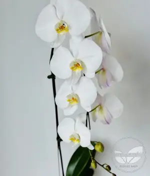 Arctic Grace – Phalaenopsis Orchid. Fresh flower bouquets in Toronto | Ficus Flora