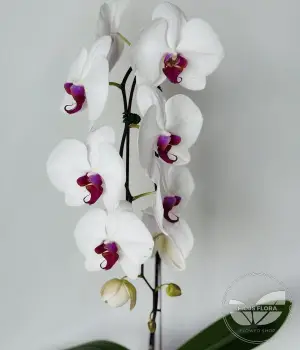 Elegant White - Phalaenopsis Orchid. Fresh flower bouquets in Toronto