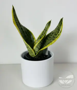 Sansevieria - Snake Plant small. Fresh flower bouquets in Toronto | Ficus Flora