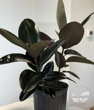 Midnight Shine – Rubber Plant (Ficus elastica). Fresh flower bouquets in Toronto