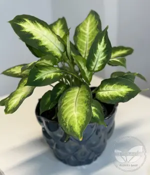 Dieffenbachia seguine. Fresh flower bouquets in Toronto