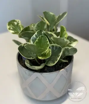 Peperomia obtusifolia. Fresh flower bouquets in Toronto