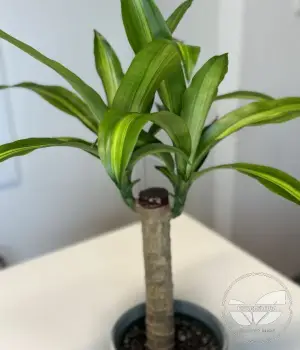 Dracaena Massangeana – Corn Plant. Fresh flower bouquets in Toronto