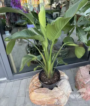 Сoncrete flower vase. Fresh flower bouquets in Toronto