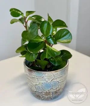 Peperomia Assorted. Fresh flower bouquets in Toronto