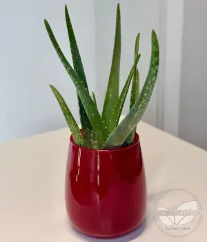 Aloe Vera. Fresh flower bouquets in Toronto | Ficus Flora