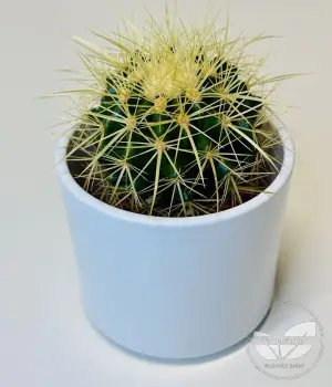 Golden Barrel Cactus (Echinocactus grusonii). Fresh flower bouquets in Toronto | Ficus Flora